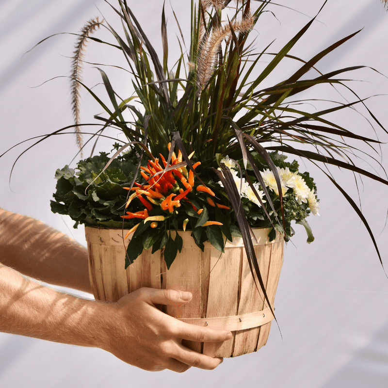 Fall Planter - LandscapeDirect