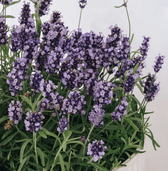 Fragrant Blooms - LandscapeDirect
