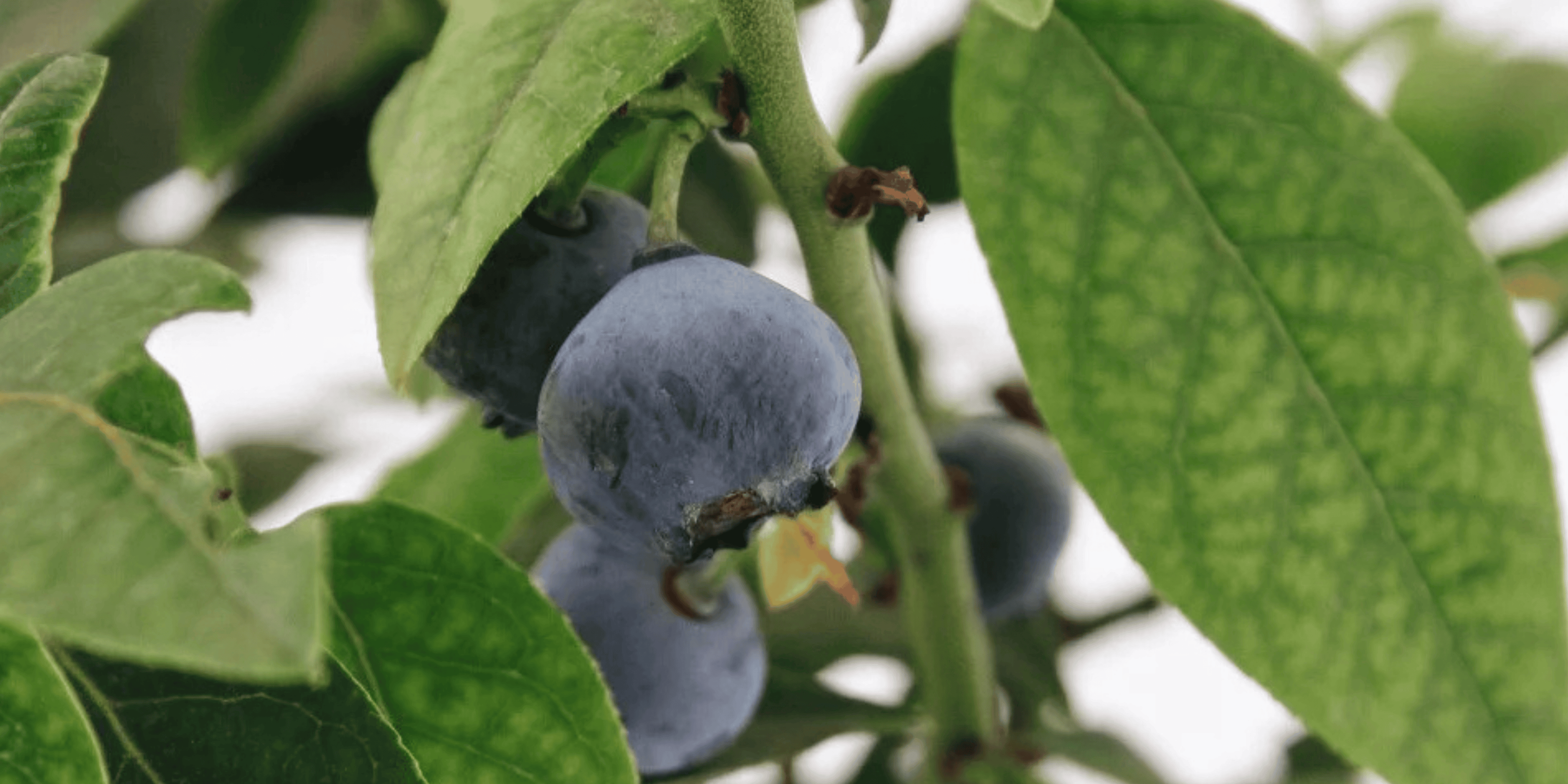 Fruit Bushes - LandscapeDirect