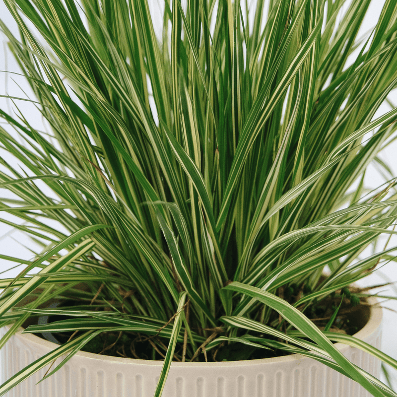 Grass & Vines - LandscapeDirect