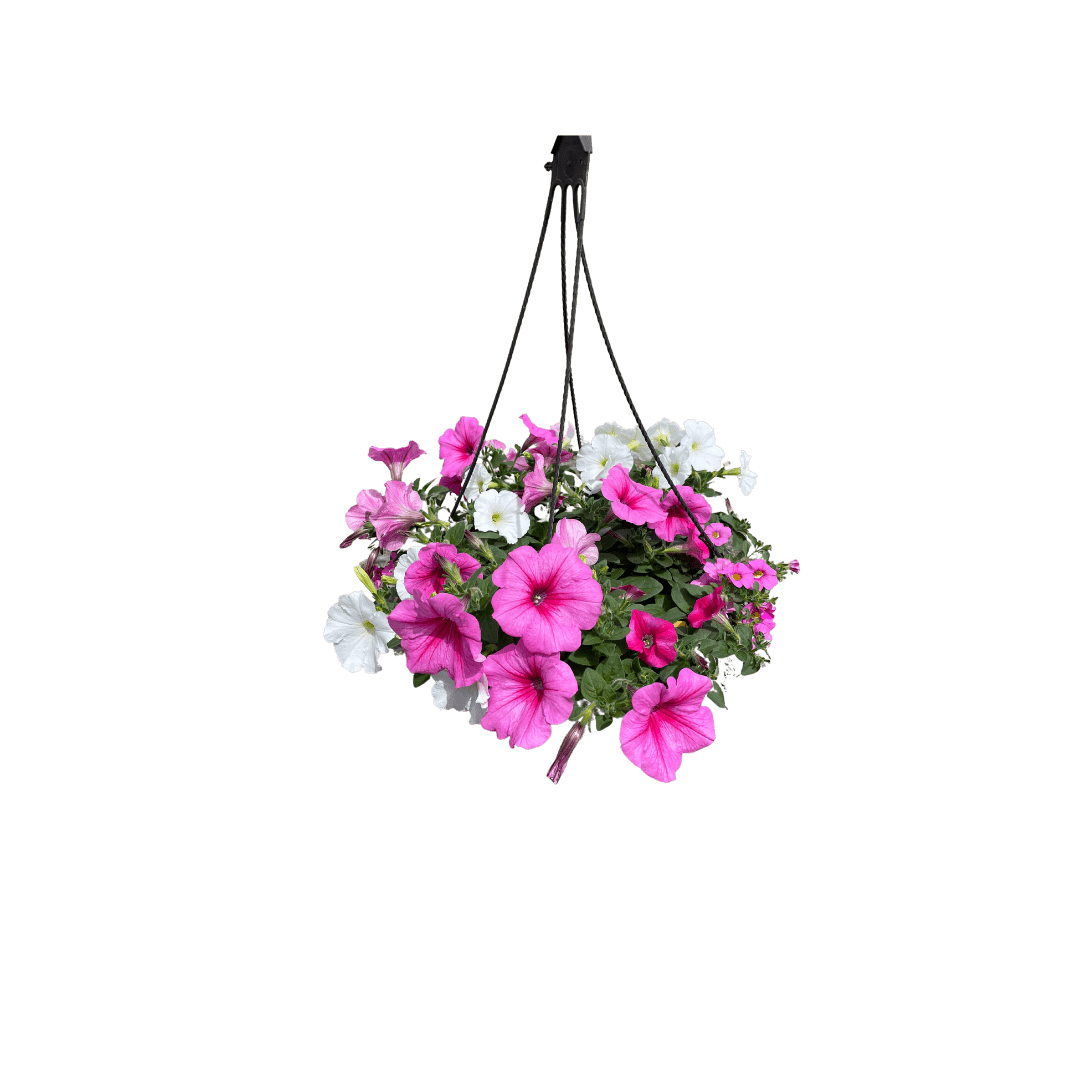 Hanging Plants - LandscapeDirect