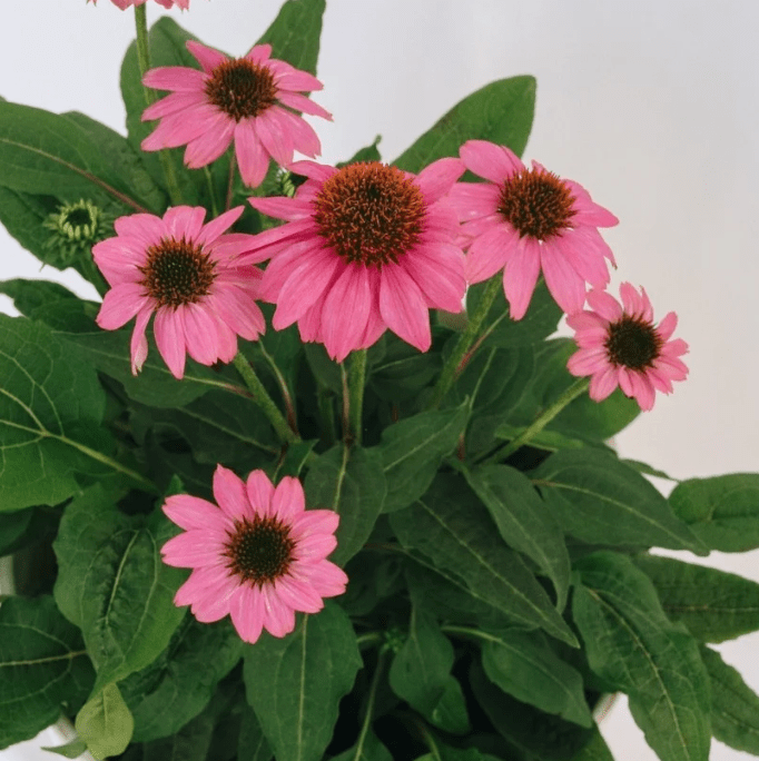 Pollinator Favourites - LandscapeDirect