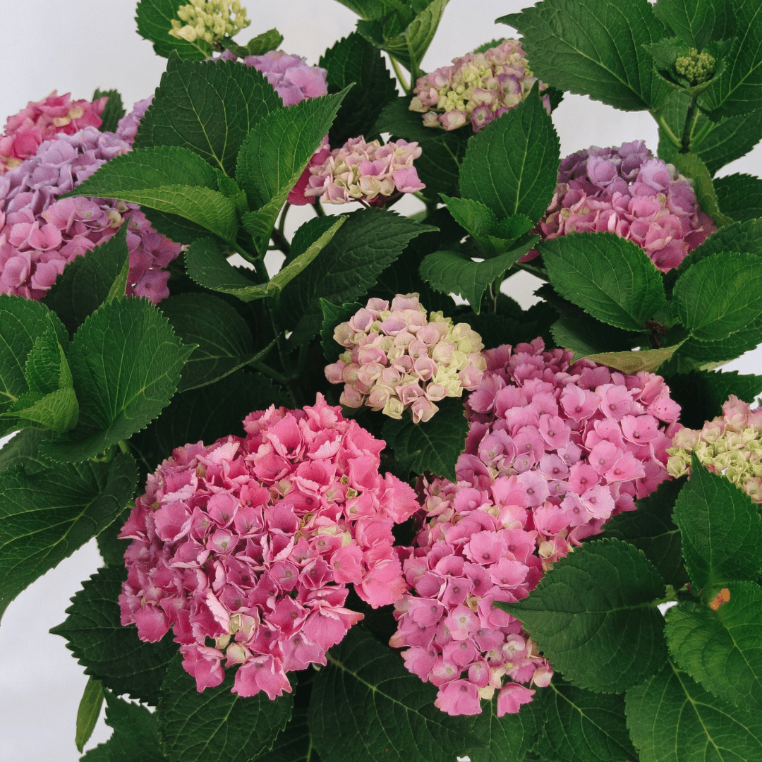 Pollinator Plants - LandscapeDirect