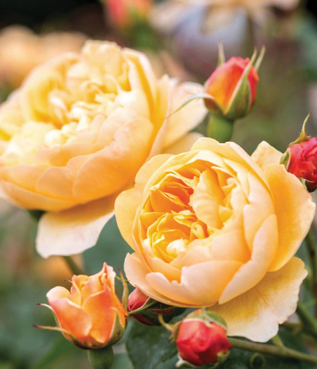 Timeless Favourites - LandscapeDirect