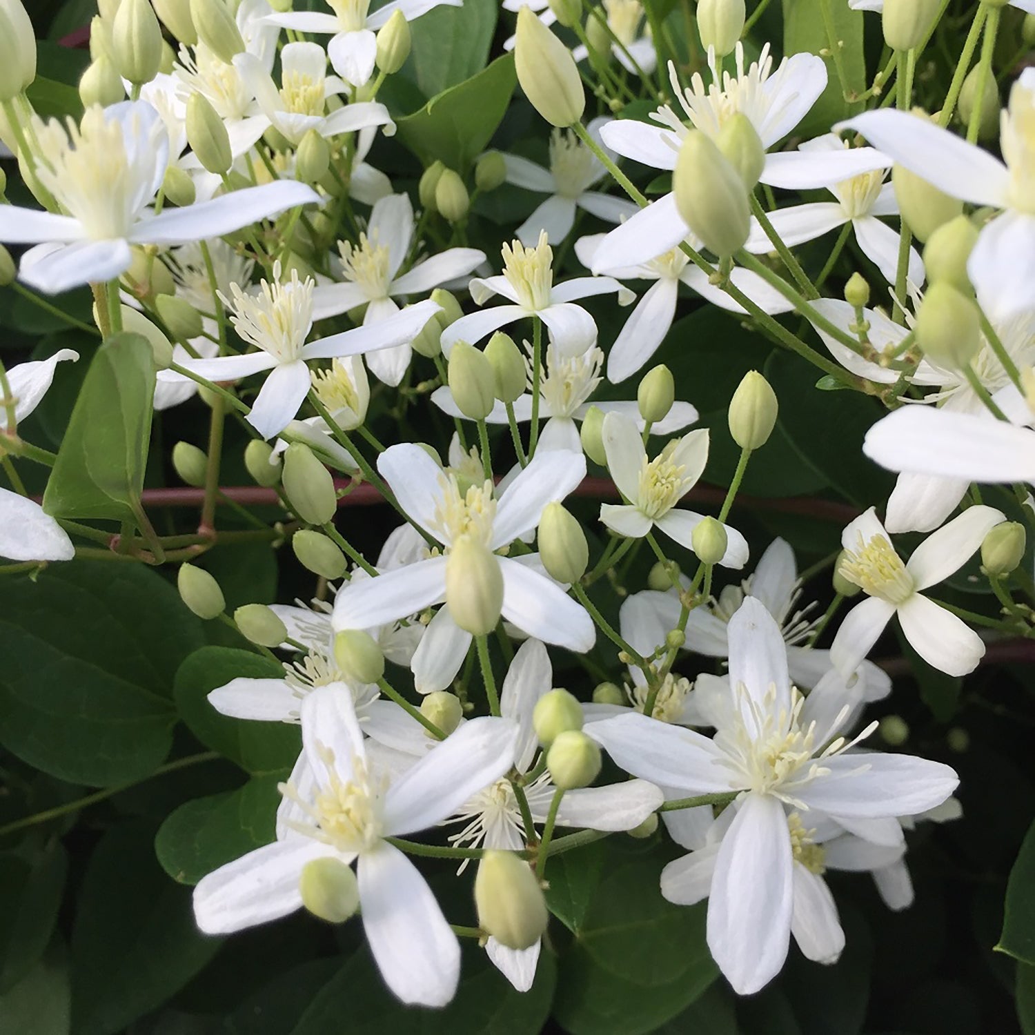 Shop All Vines - LandscapeDirect