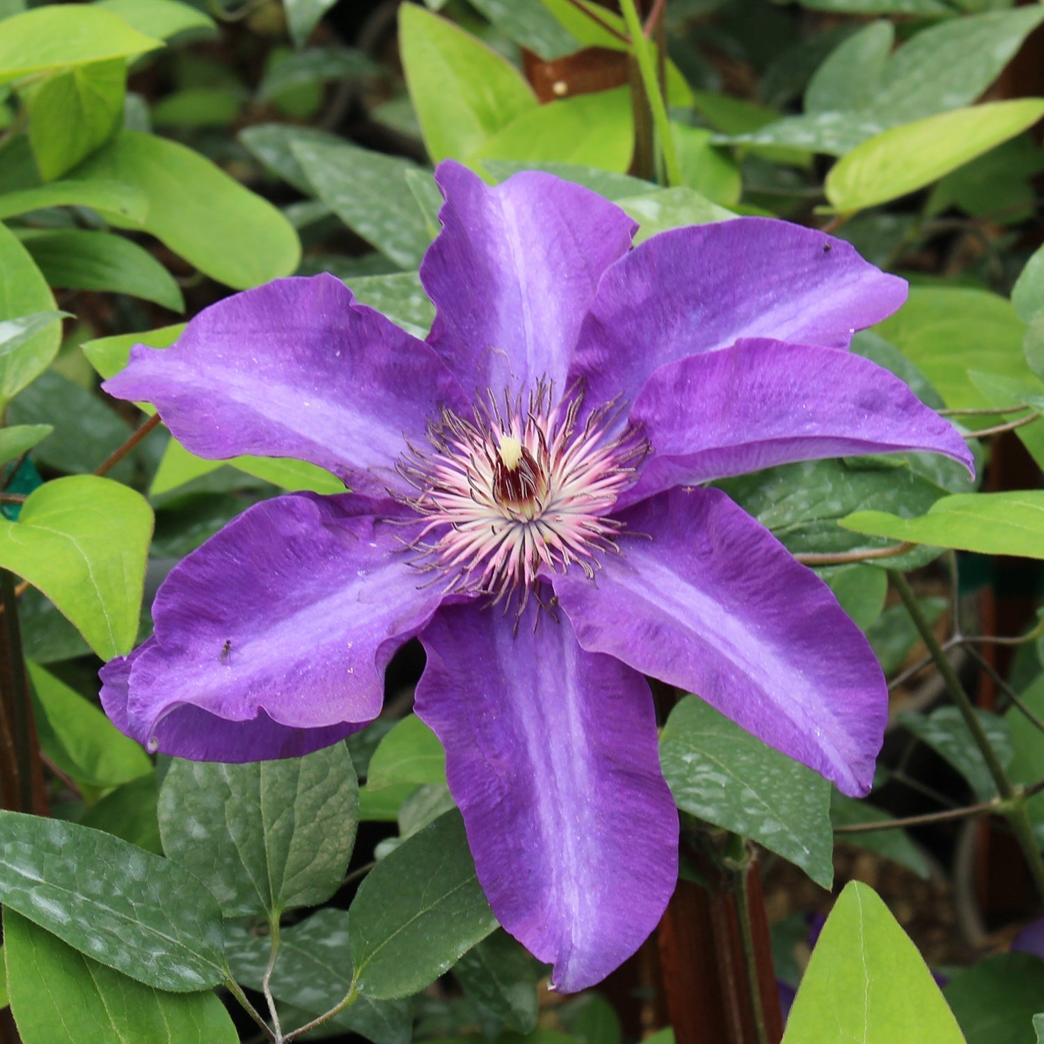 Shop Clematis - LandscapeDirect