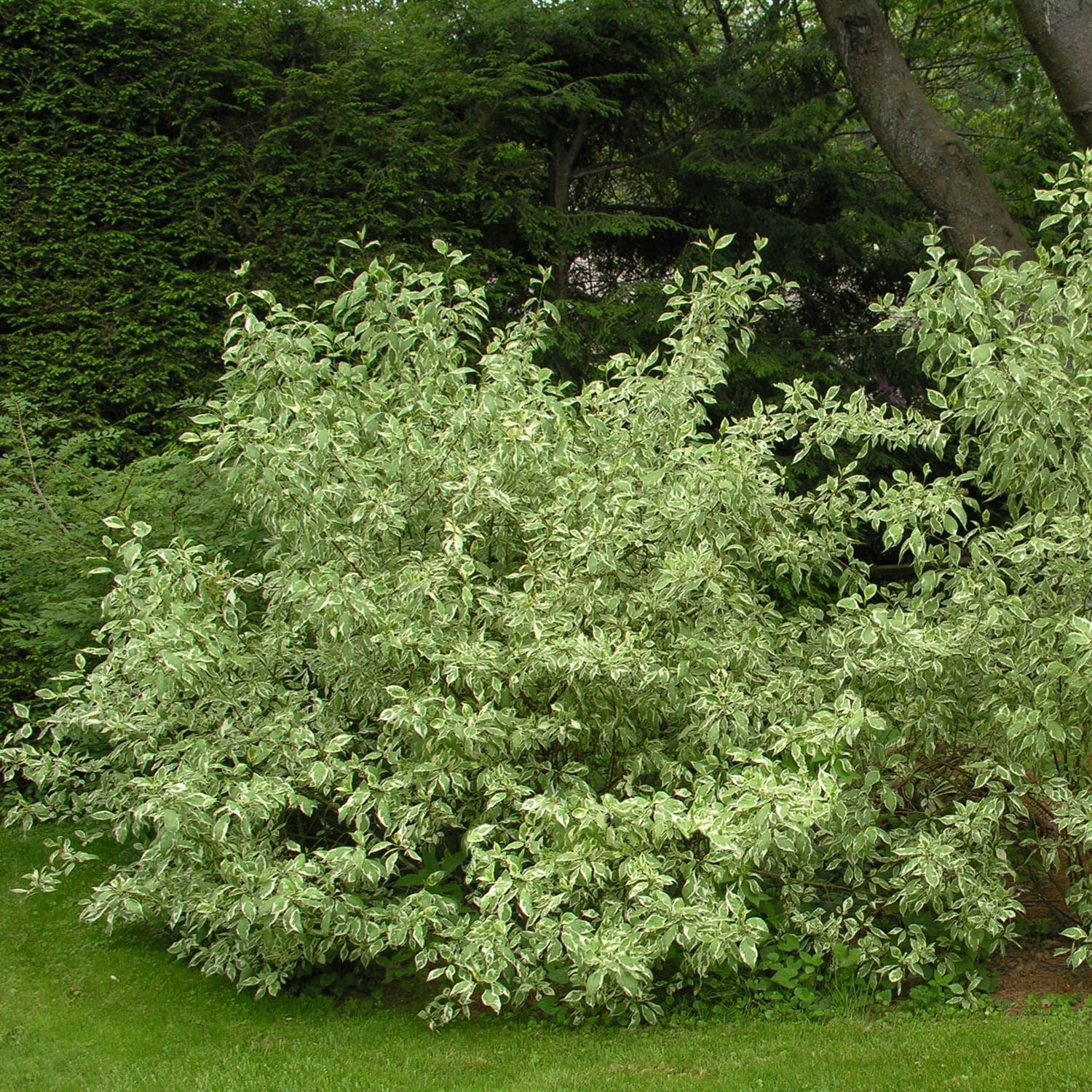 Shop Dogwood - LandscapeDirect