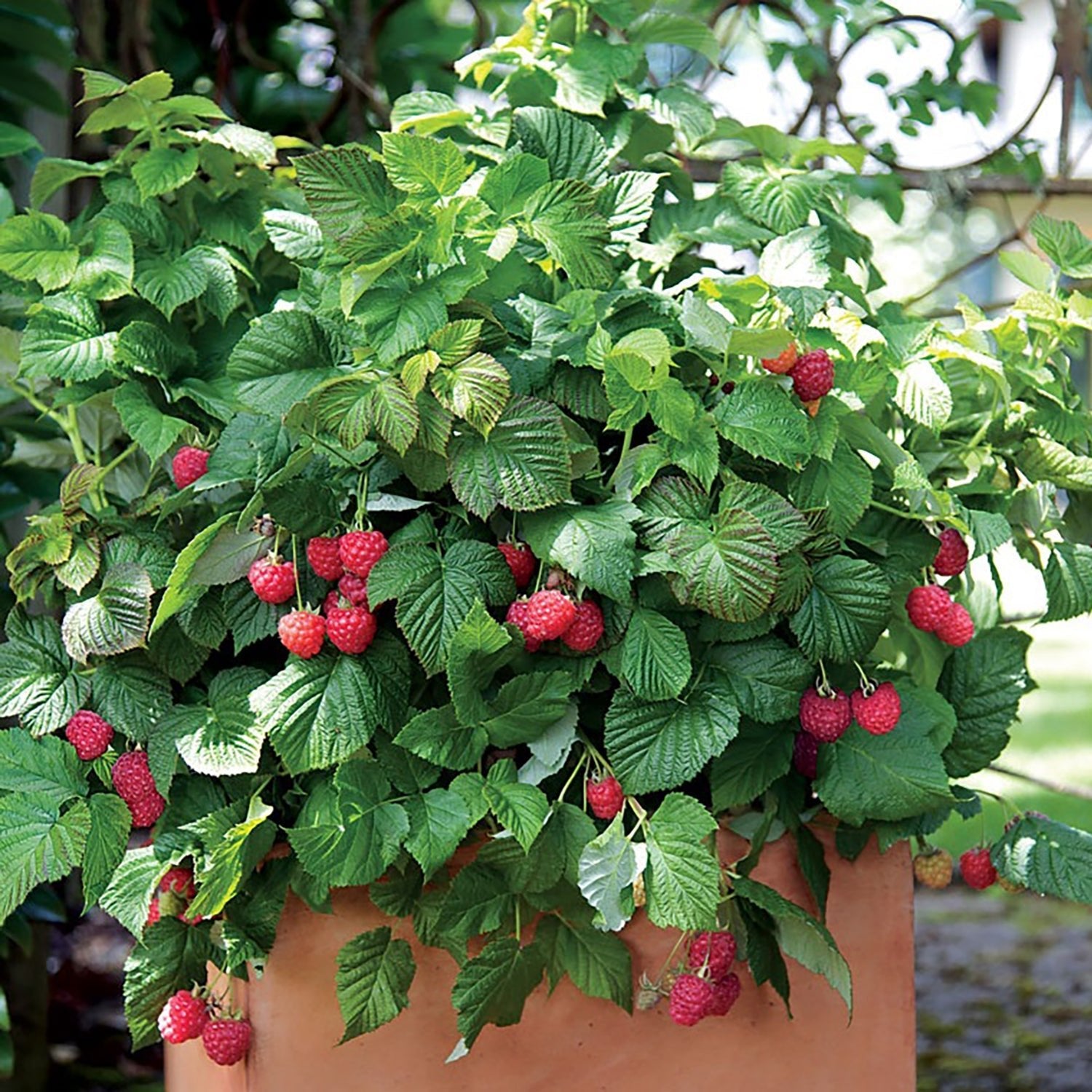Shop Edible Fruit - LandscapeDirect