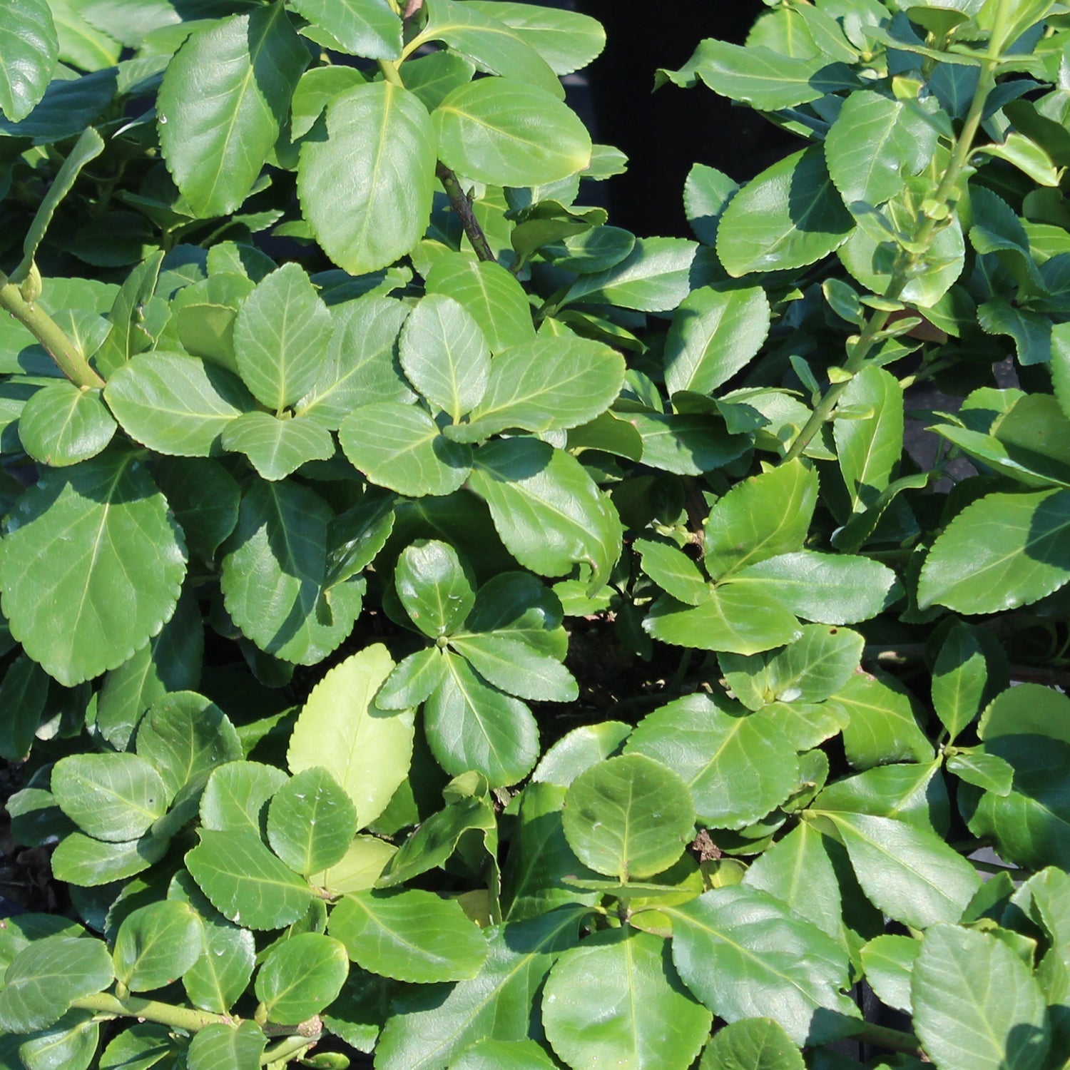 Shop Euonymus - LandscapeDirect
