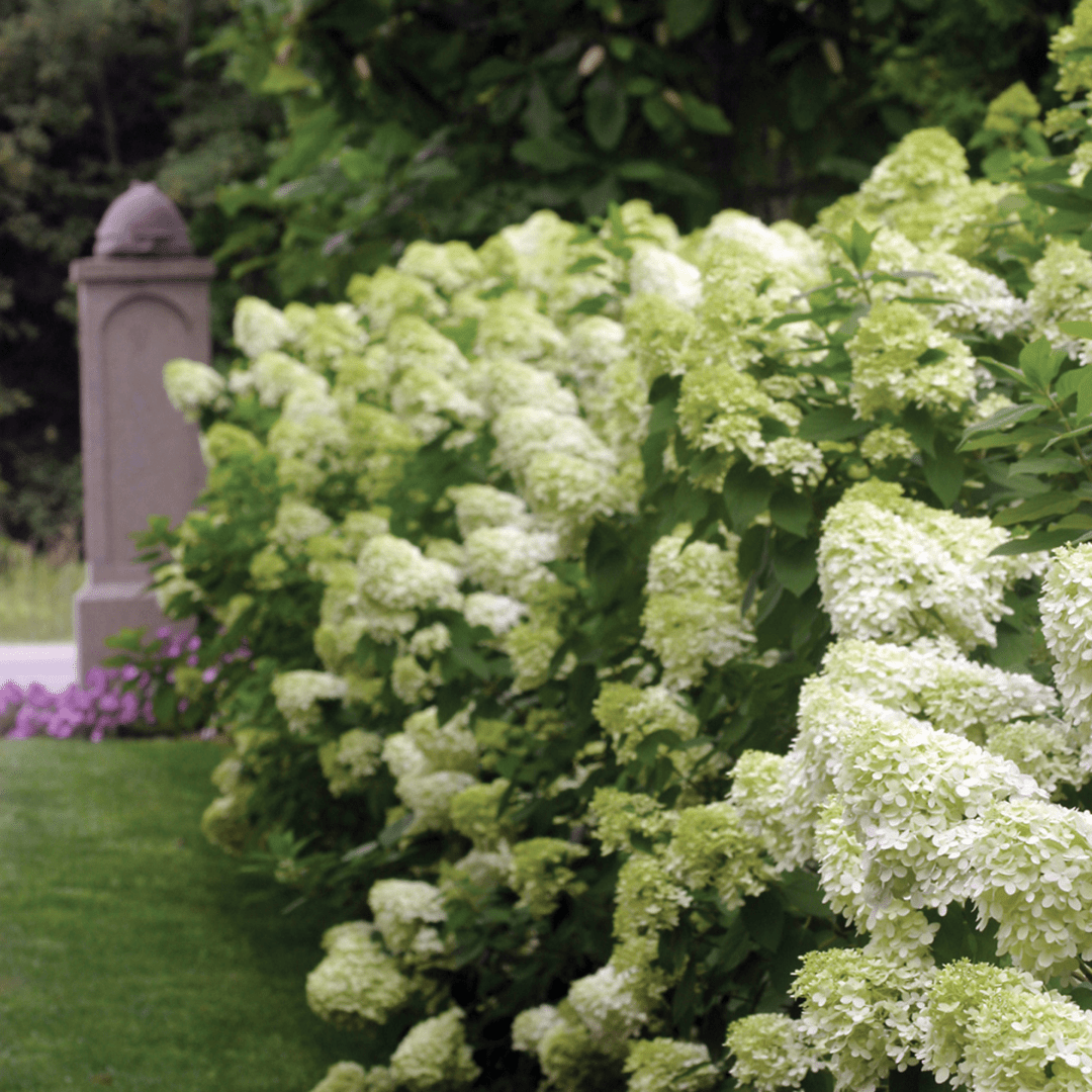 Shop Flowering Shrubs - LandscapeDirect