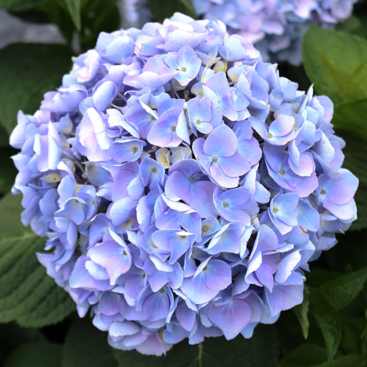 Shop Hydrangeas: - LandscapeDirect