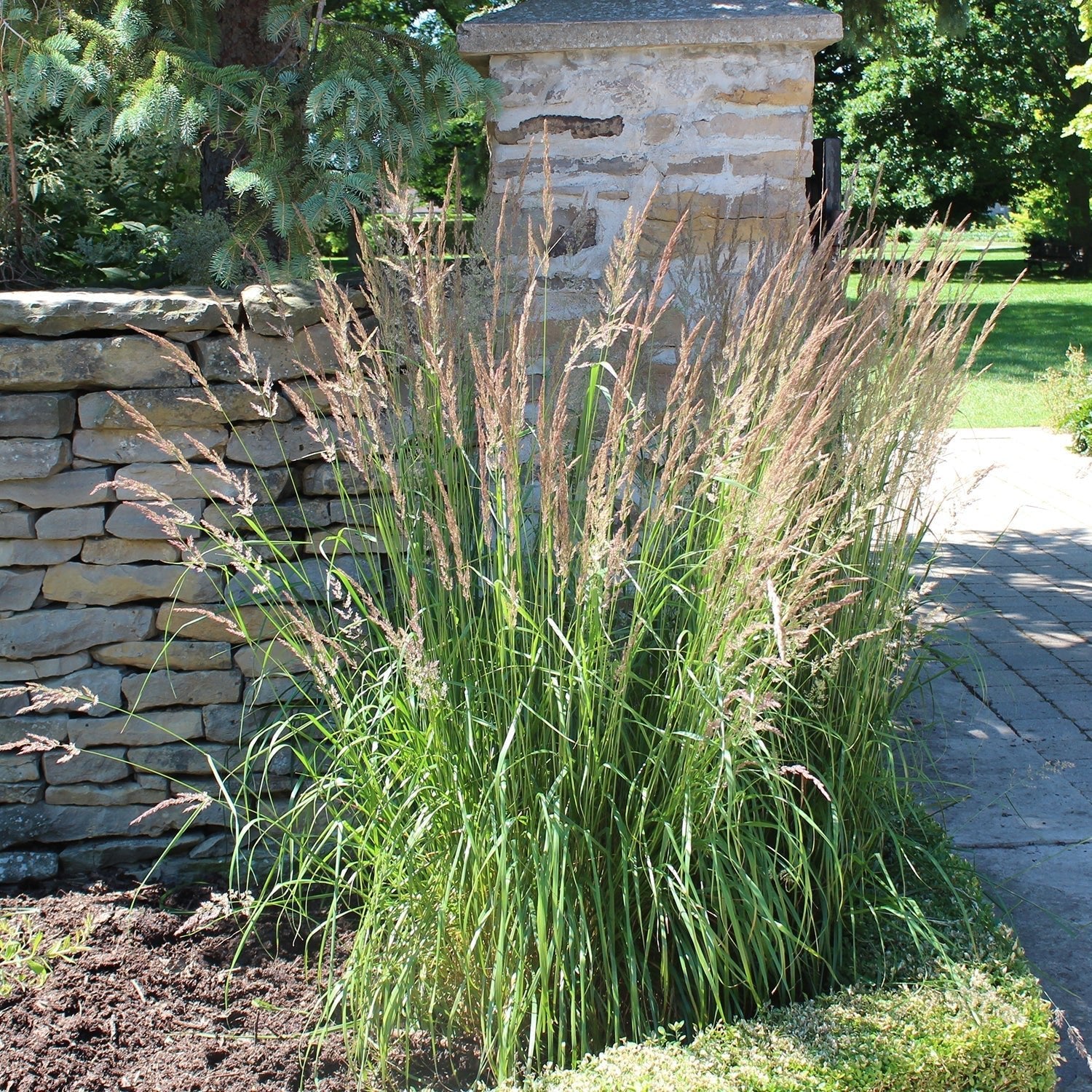 Shop Ornamental Grass - LandscapeDirect