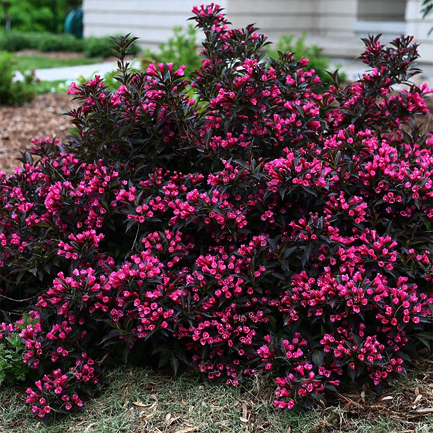 Shop Weigela - LandscapeDirect
