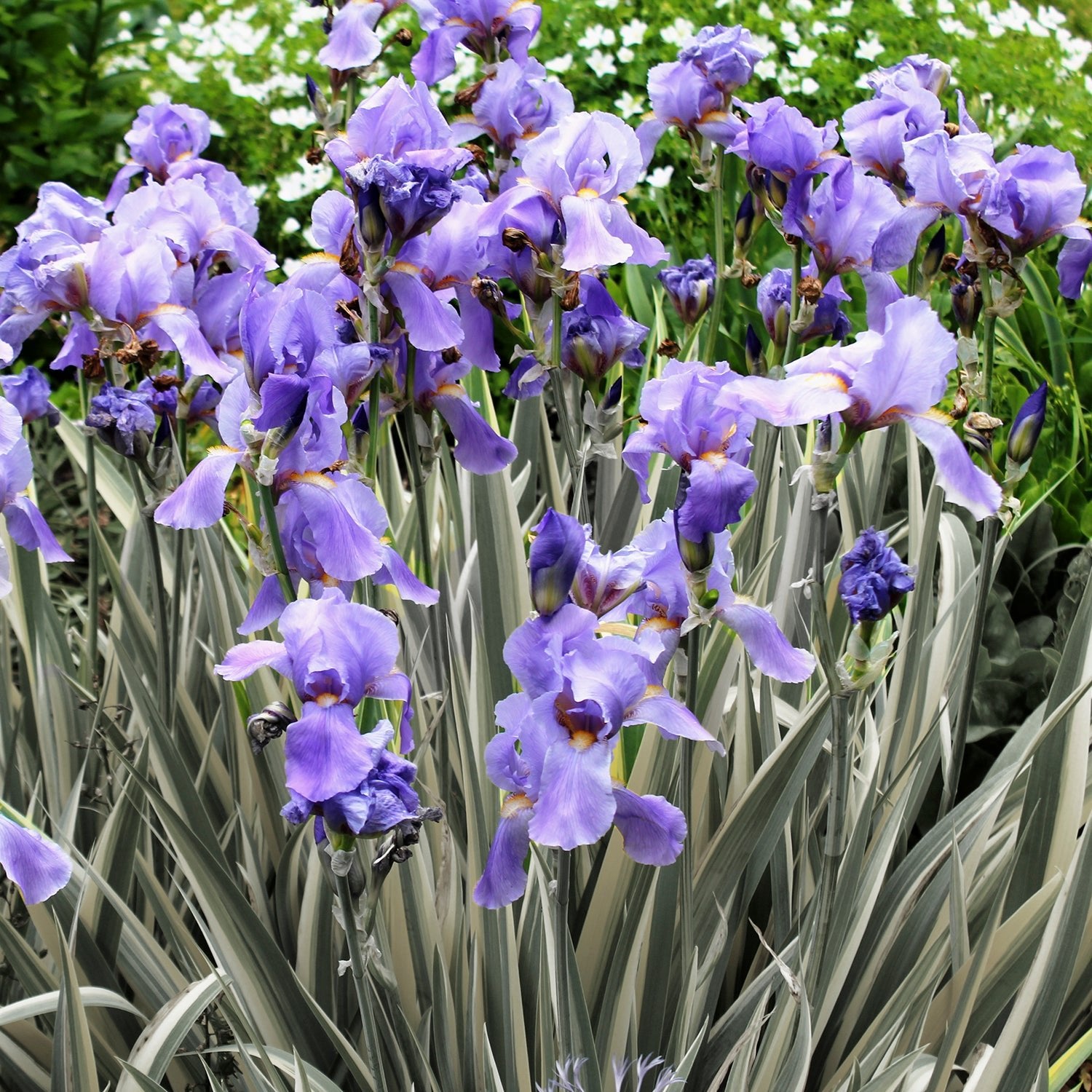 Staff Picks - LandscapeDirect