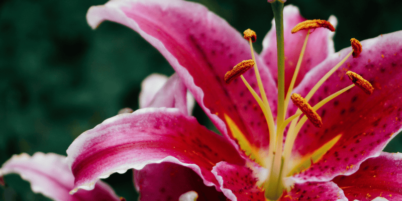 The Bold and Beautiful Garden - LandscapeDirect