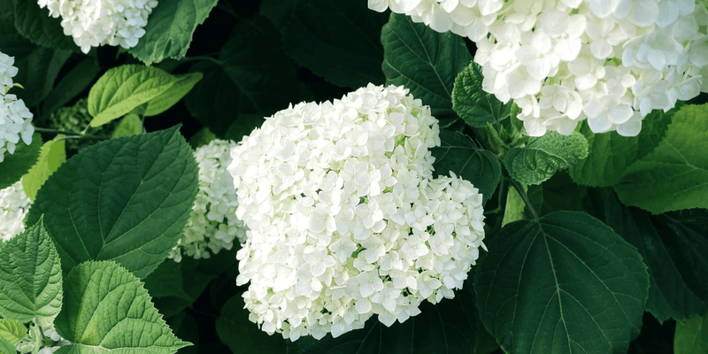 The Cottage Garden - LandscapeDirect