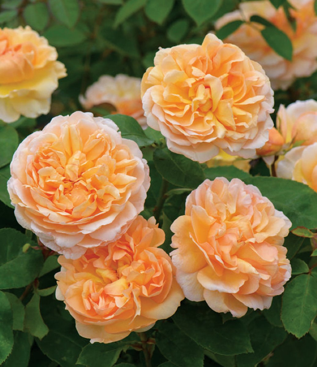 Peach & Yellow Roses - LandscapeDirect
