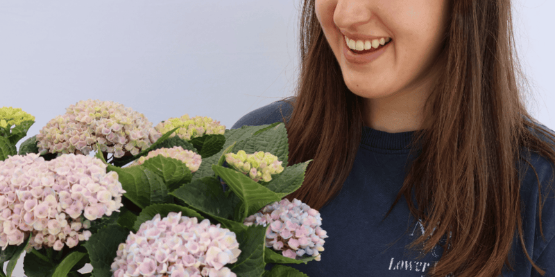 The Plants We Love - LandscapeDirect