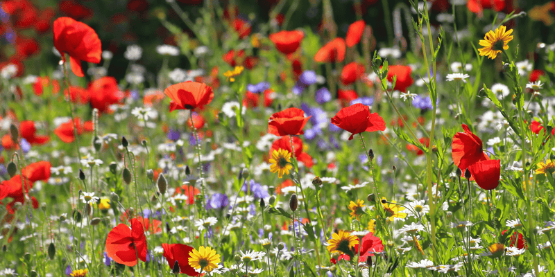 The Wildflower Garden - LandscapeDirect