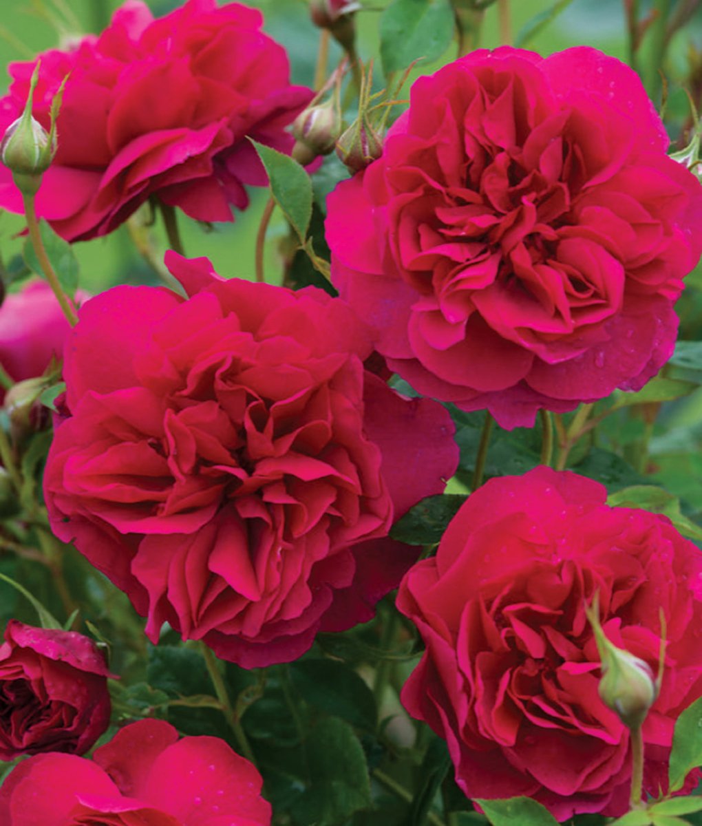 Red Roses - LandscapeDirect