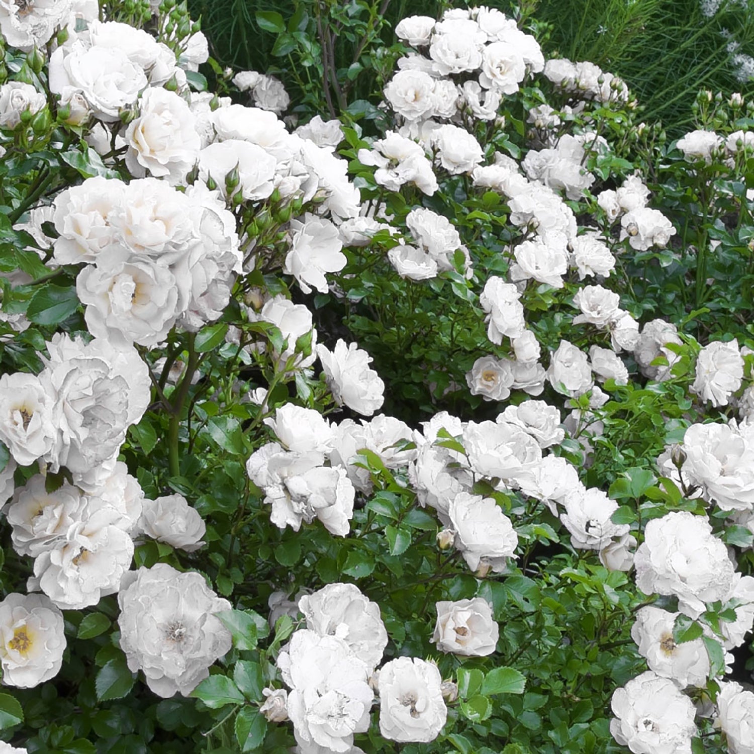 White - LandscapeDirect