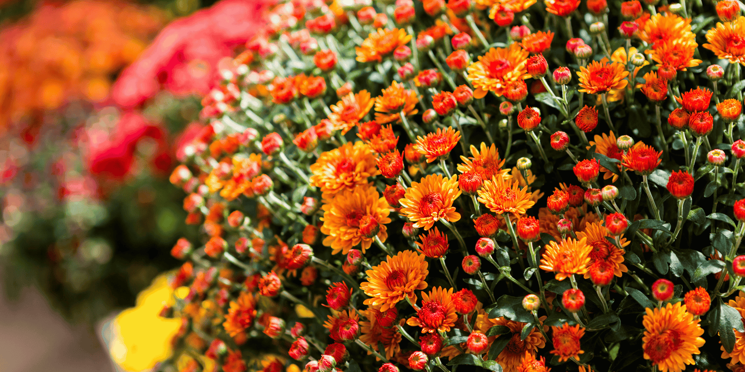The Plant Everyone's Talking About