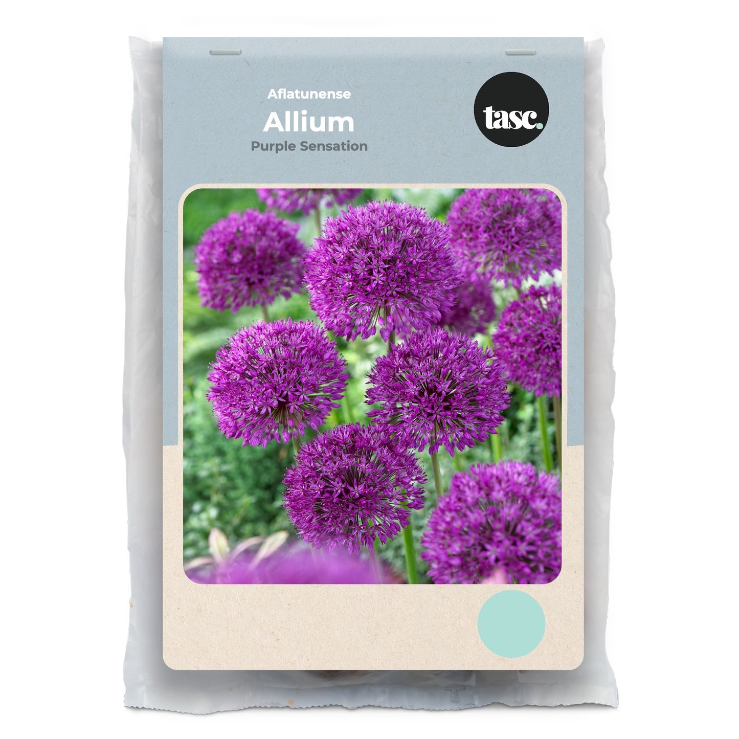 Aflatunense Purple Sensation Allium