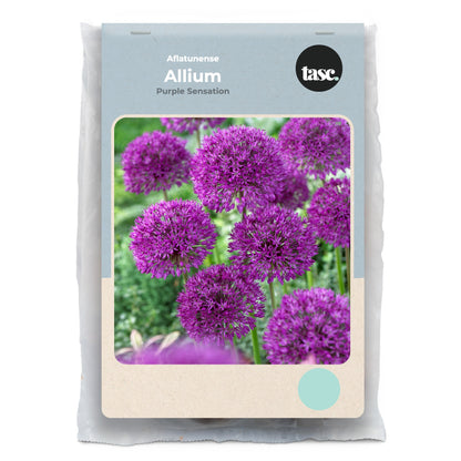 Aflatunense Purple Sensation Allium