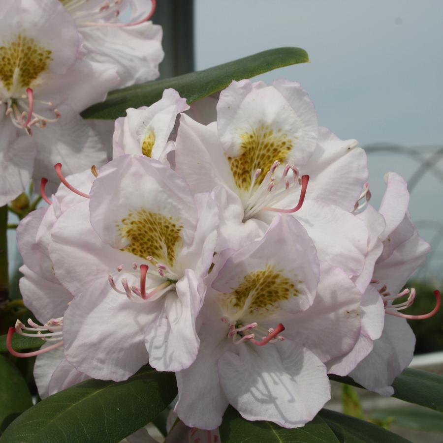 Album Catawba Rhododendron