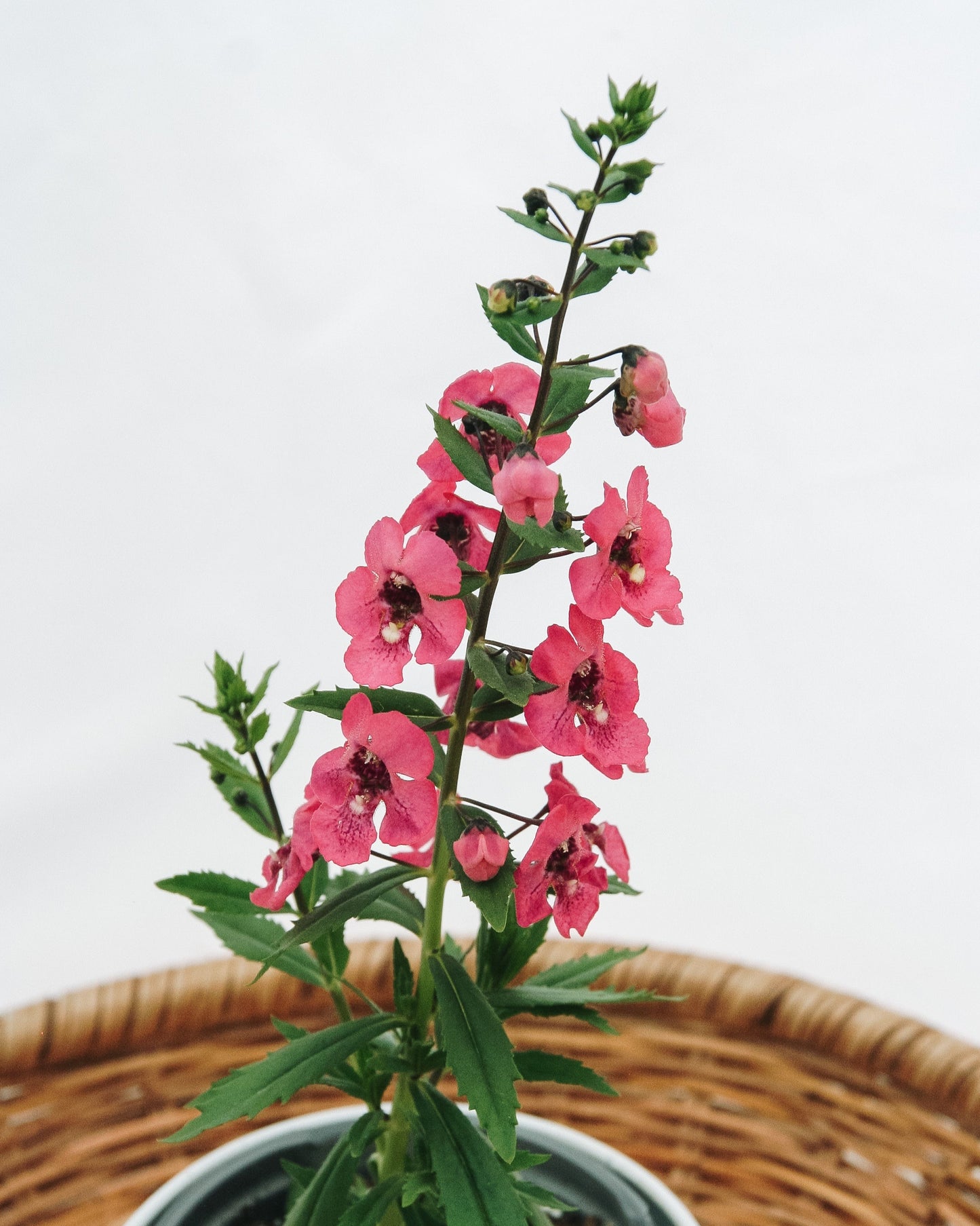 Angelonia Angelface Perfectly Pink