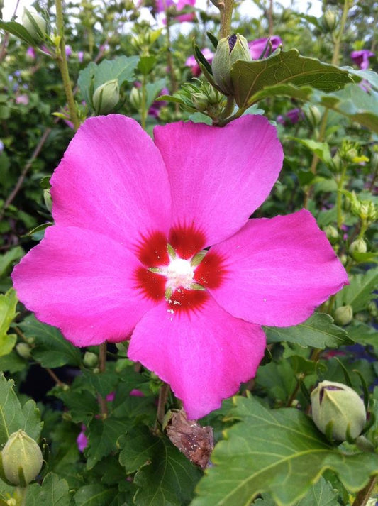 Aphrodite Rose of Sharon