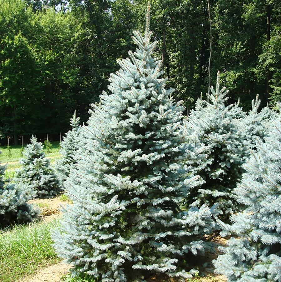 Baby Blue Colorado Spruce