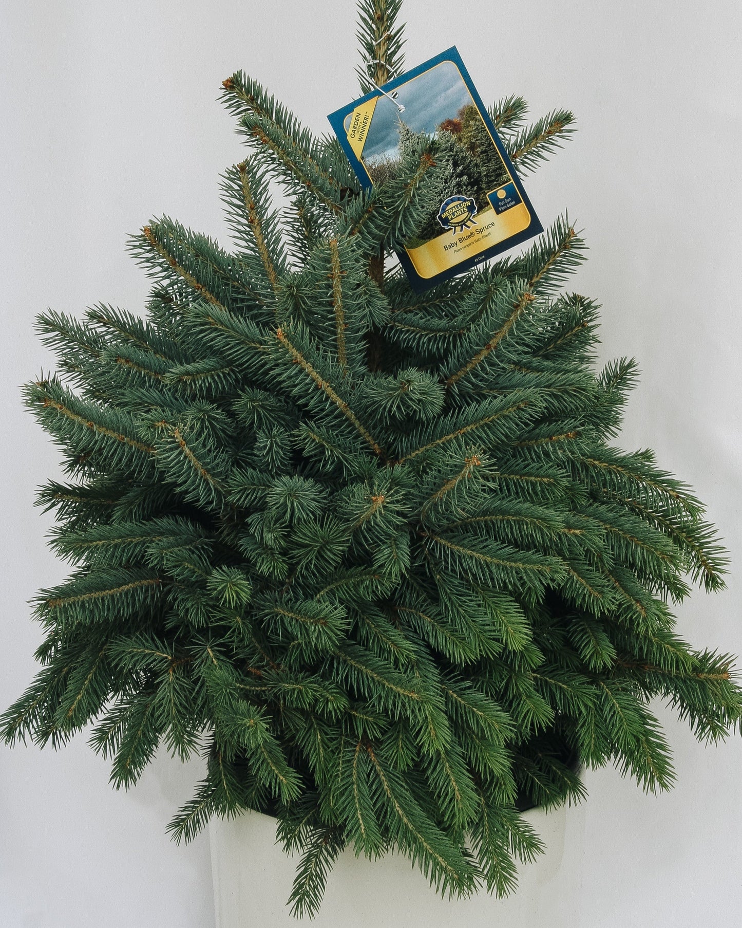 Baby Blue-Spruce