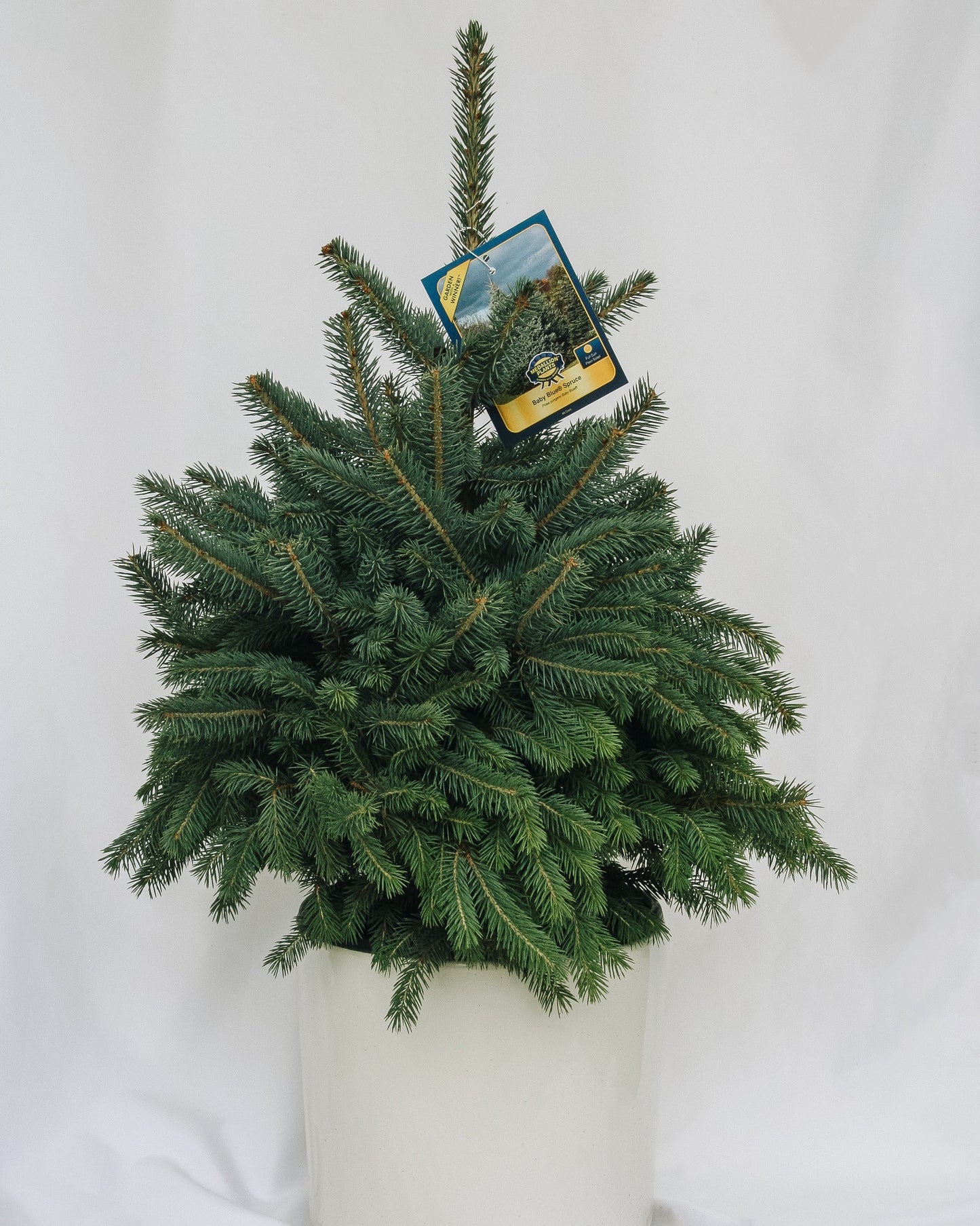 Baby Blue-Spruce