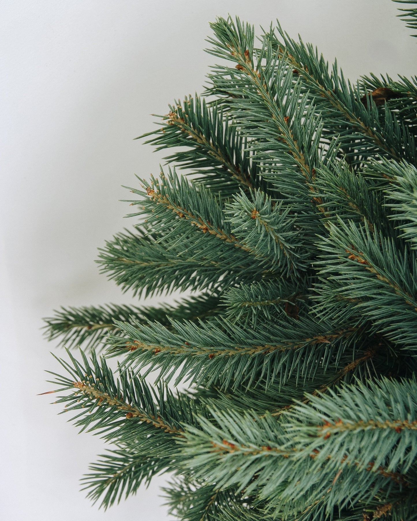 Baby Blue-Spruce