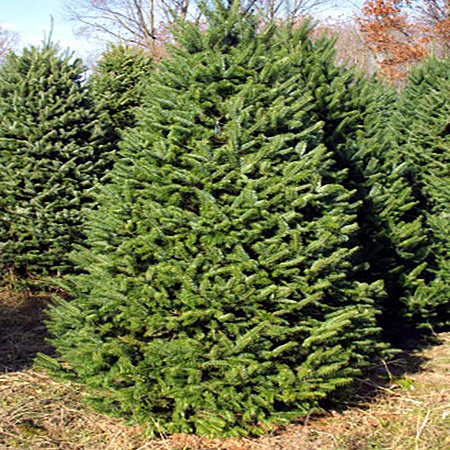 Balsam Fir
