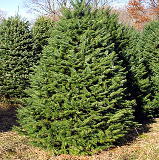 Balsam Fir