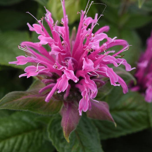 Bee Mine Pink Bee Balm