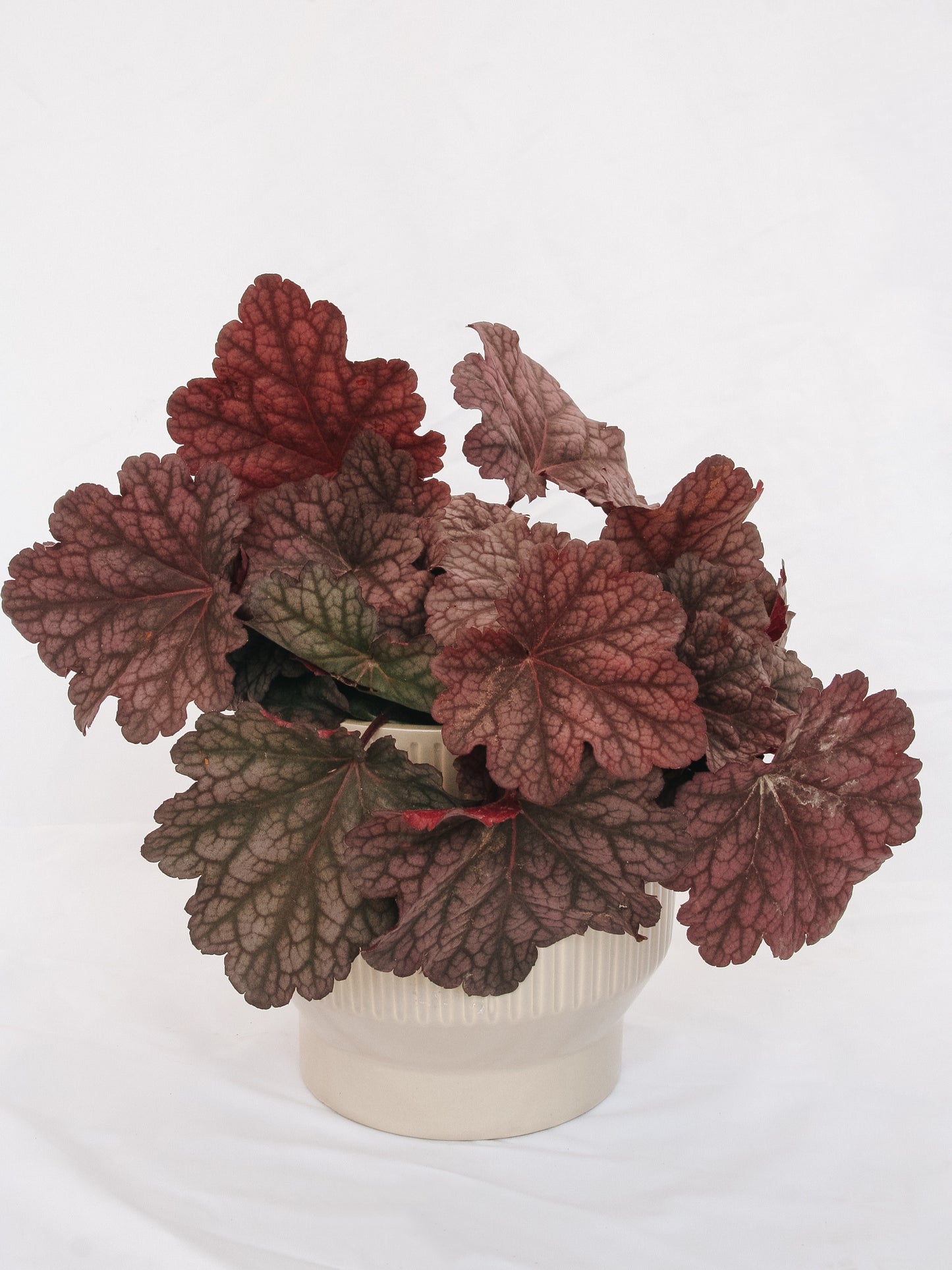 Berry Smoothie Coral Bells