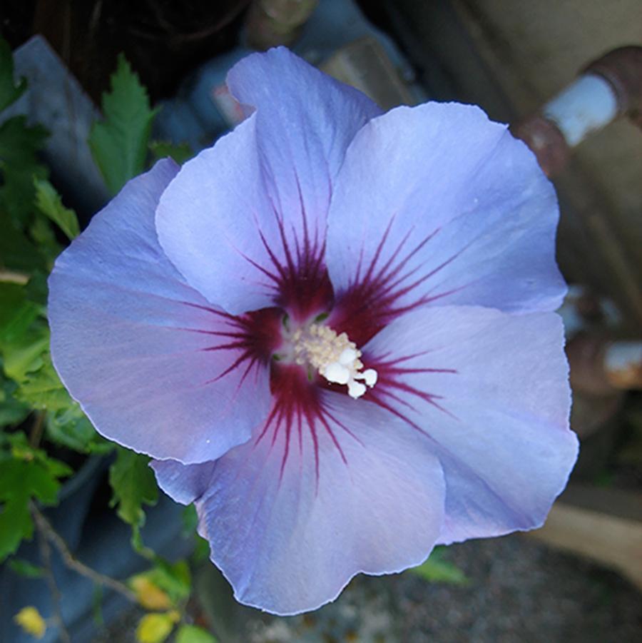 Blue Marlin Rose of Sharon