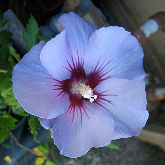 Blue Marlin Rose of Sharon