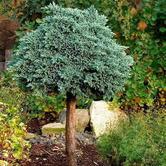 Blue Star Juniper - Standard