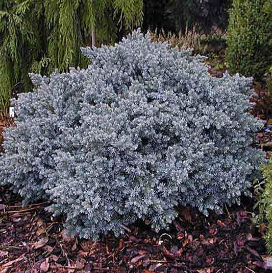 Blue Star Juniper