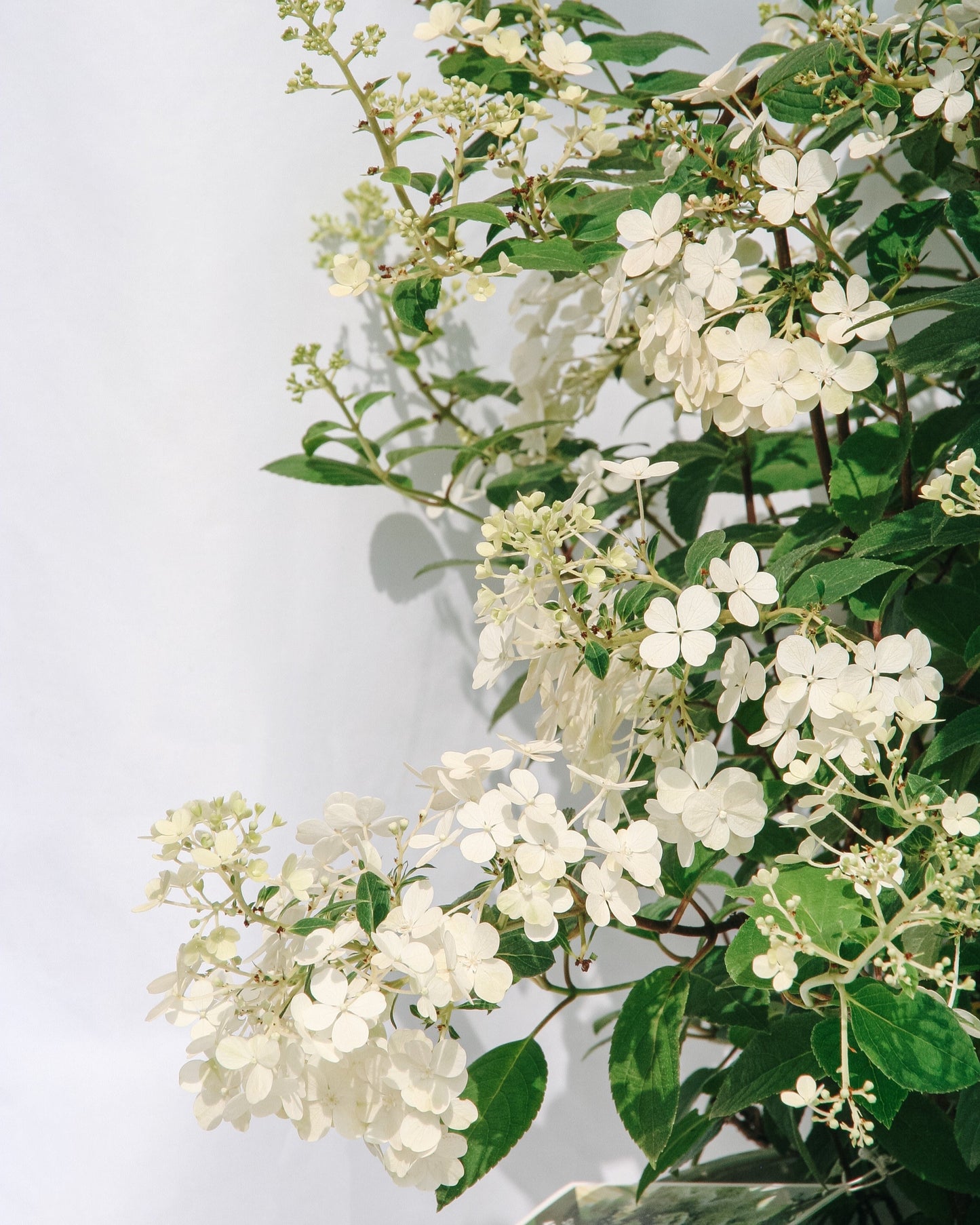 Bobo Hydrangea