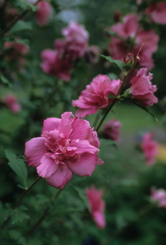 Boule de Feu Rose of Sharon