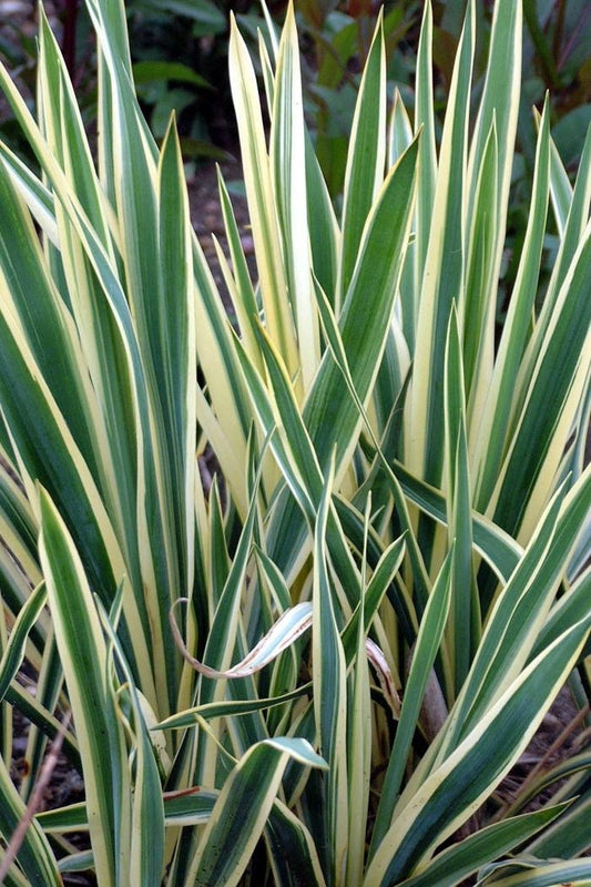 Bright Edge Yucca