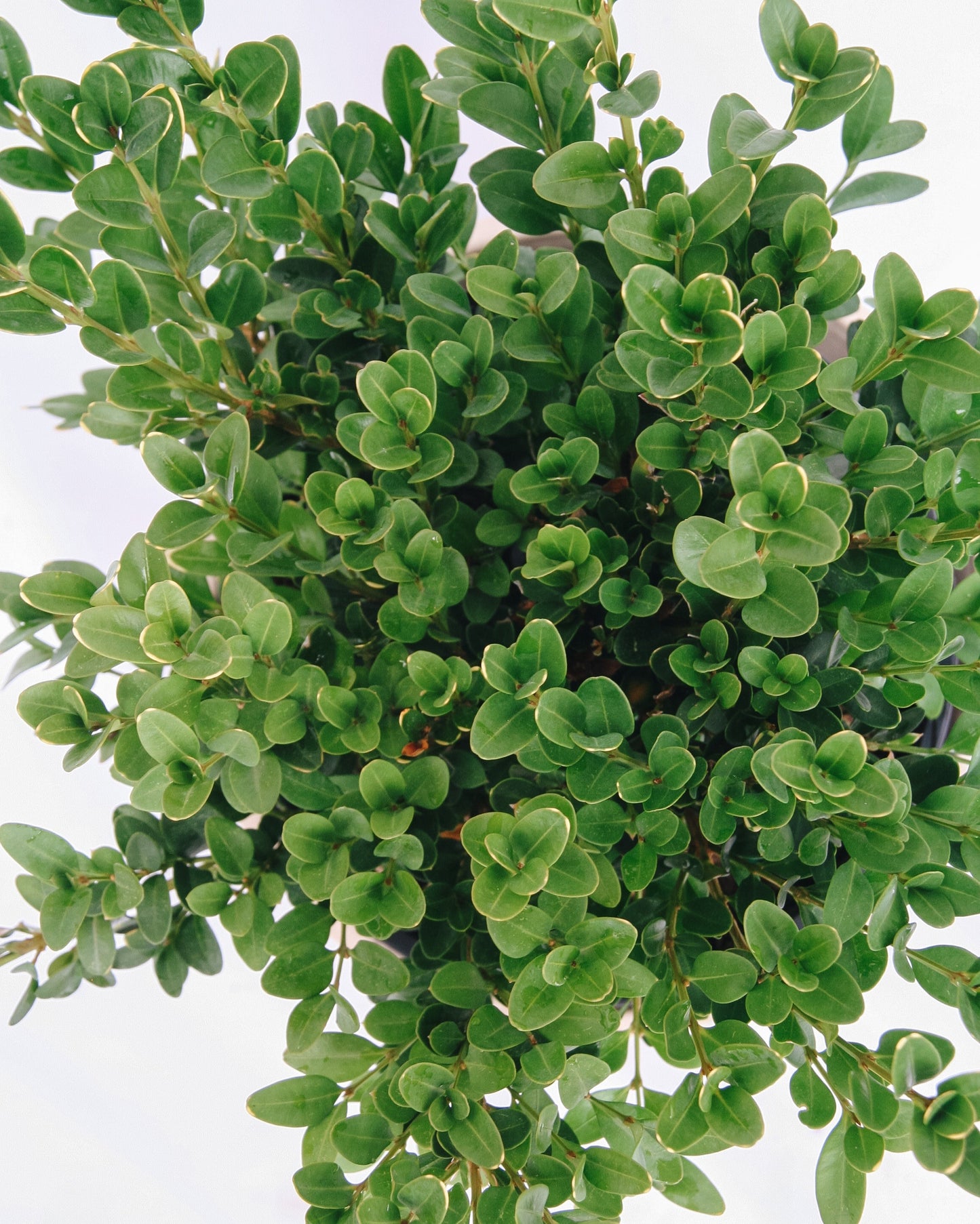 Green Velvet Boxwood