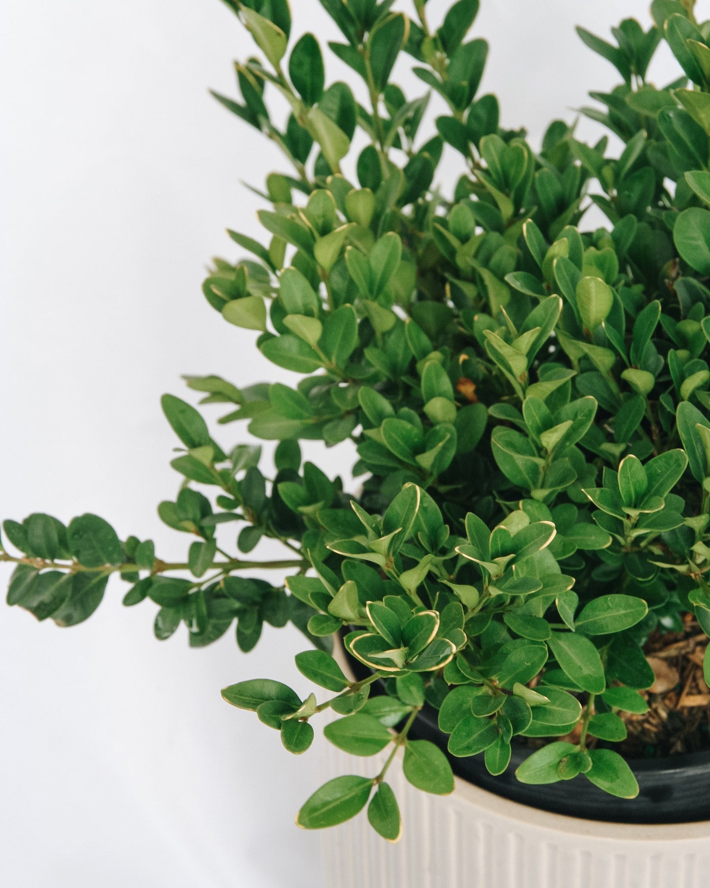 Green Velvet Boxwood