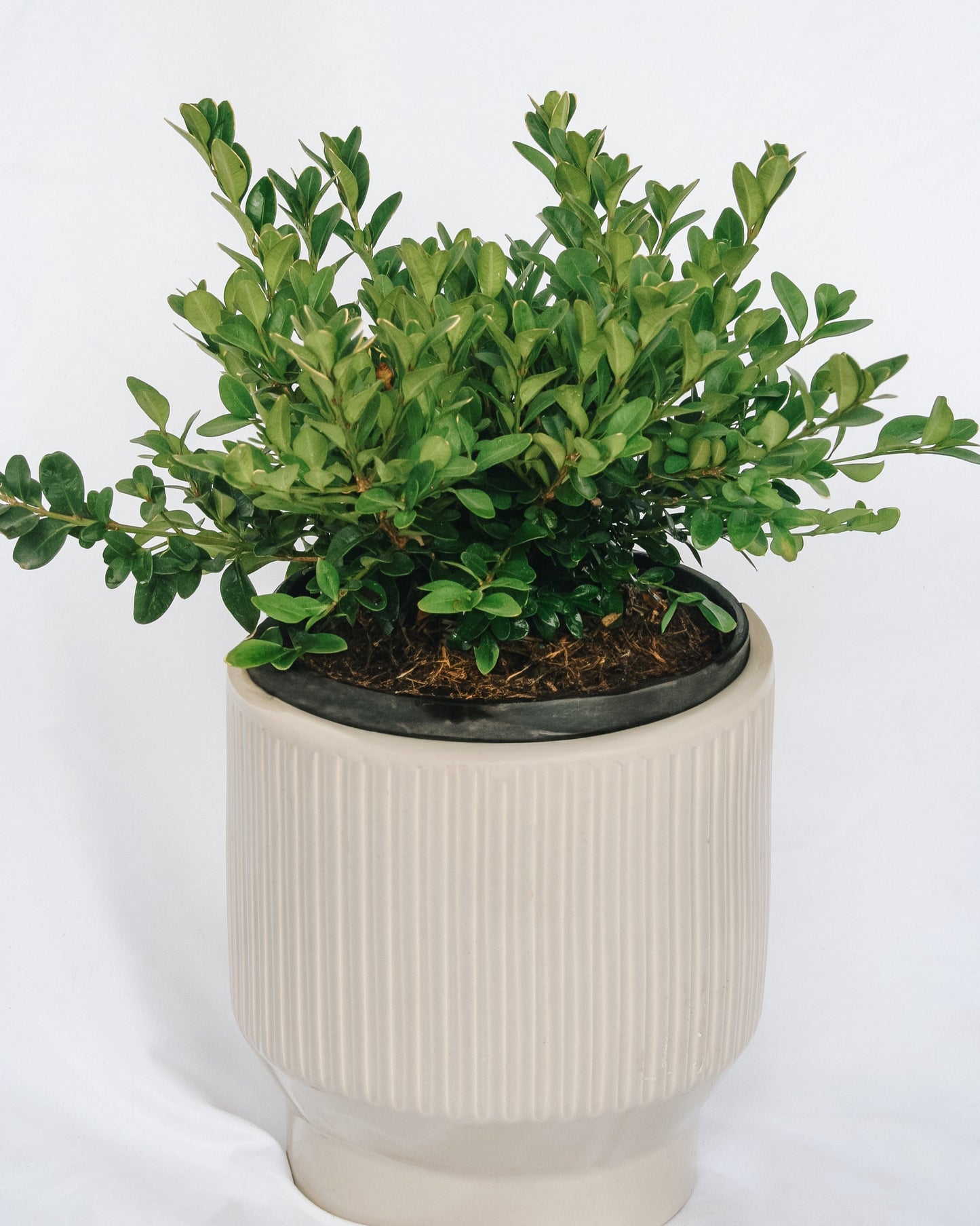 Green Velvet Boxwood