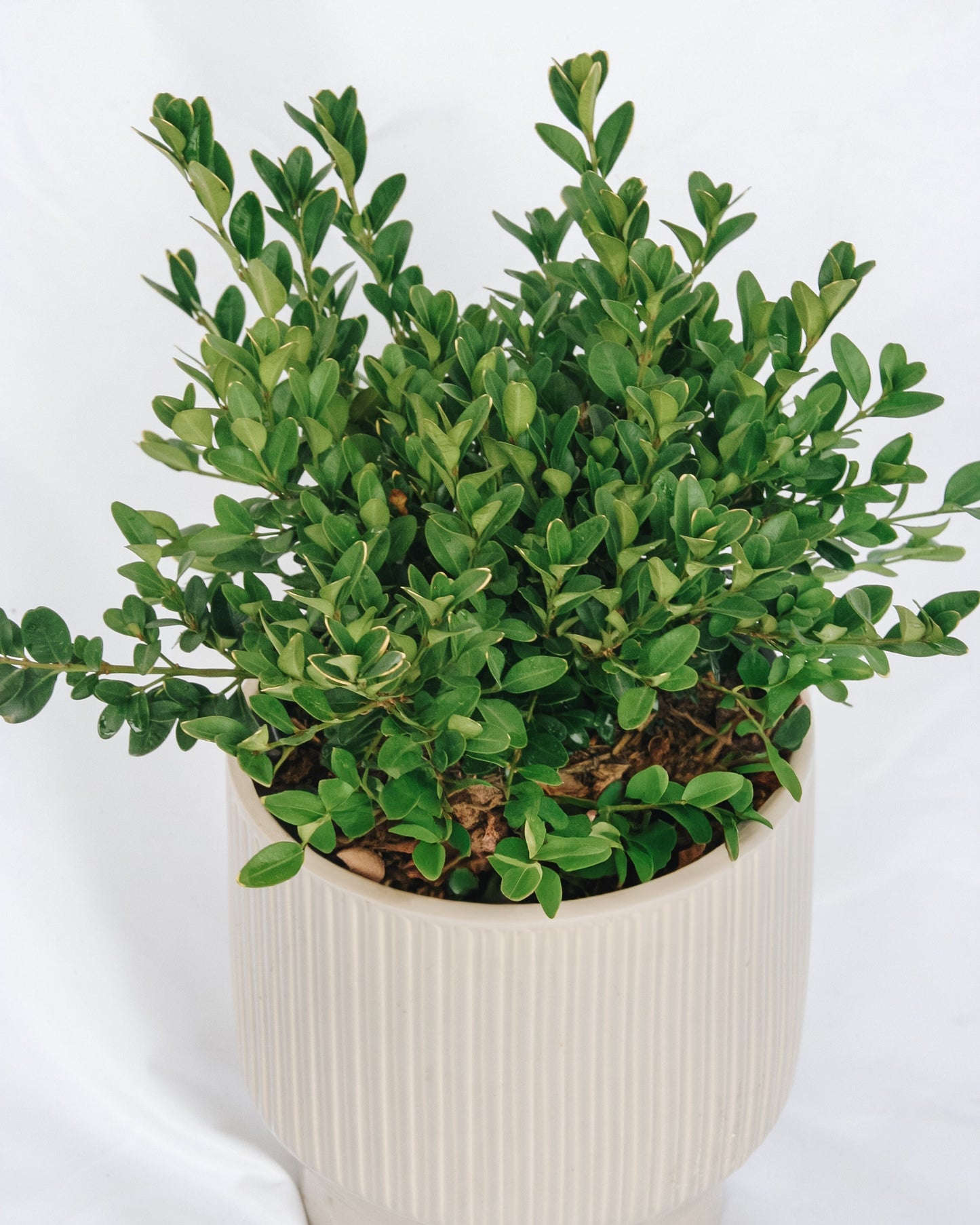Green Velvet Boxwood